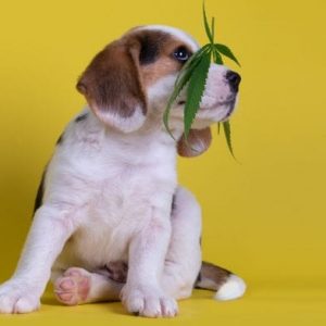 What Can Be The Effects Of overdosing CBD In Dogs?