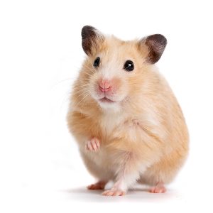 When is Euthanasia Necessary for a Hamster?
